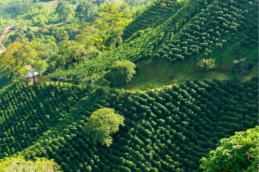 Un paisaje de colinas cubiertas de plantas de café cerca de Manizales Colombia